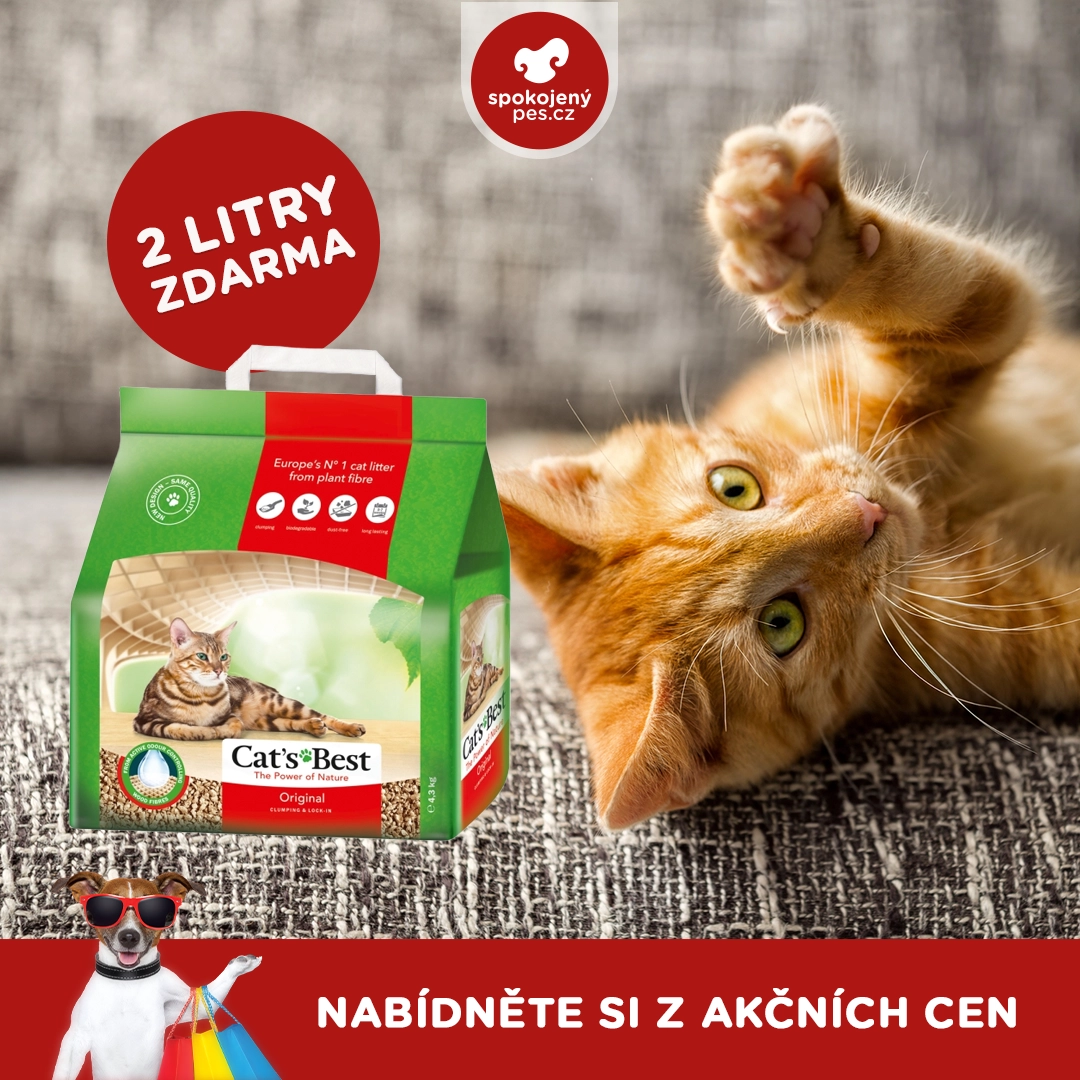 cat catsbest.webp